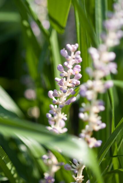 Liriope Muscari 'Moneymaker' - 20cm - Kamerplant Kopen