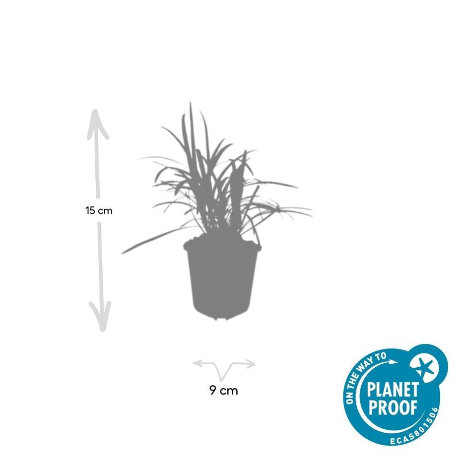 Liriope Muscari 'Moneymaker' - 20cm - Kamerplant Kopen