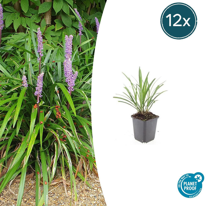 Liriope Muscari 'Ingwersen' - 20cm - Kamerplant Kopen