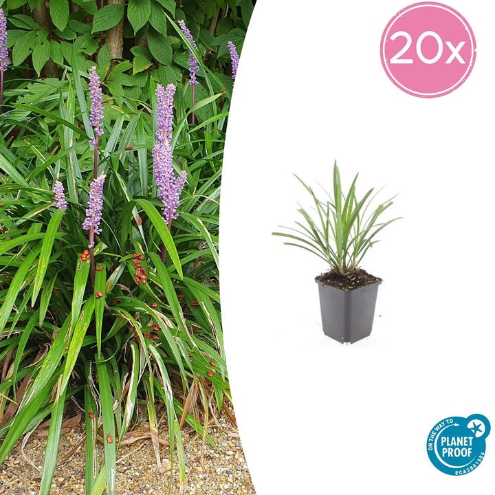 Liriope Muscari 'Ingwersen' - 20cm - Kamerplant Kopen