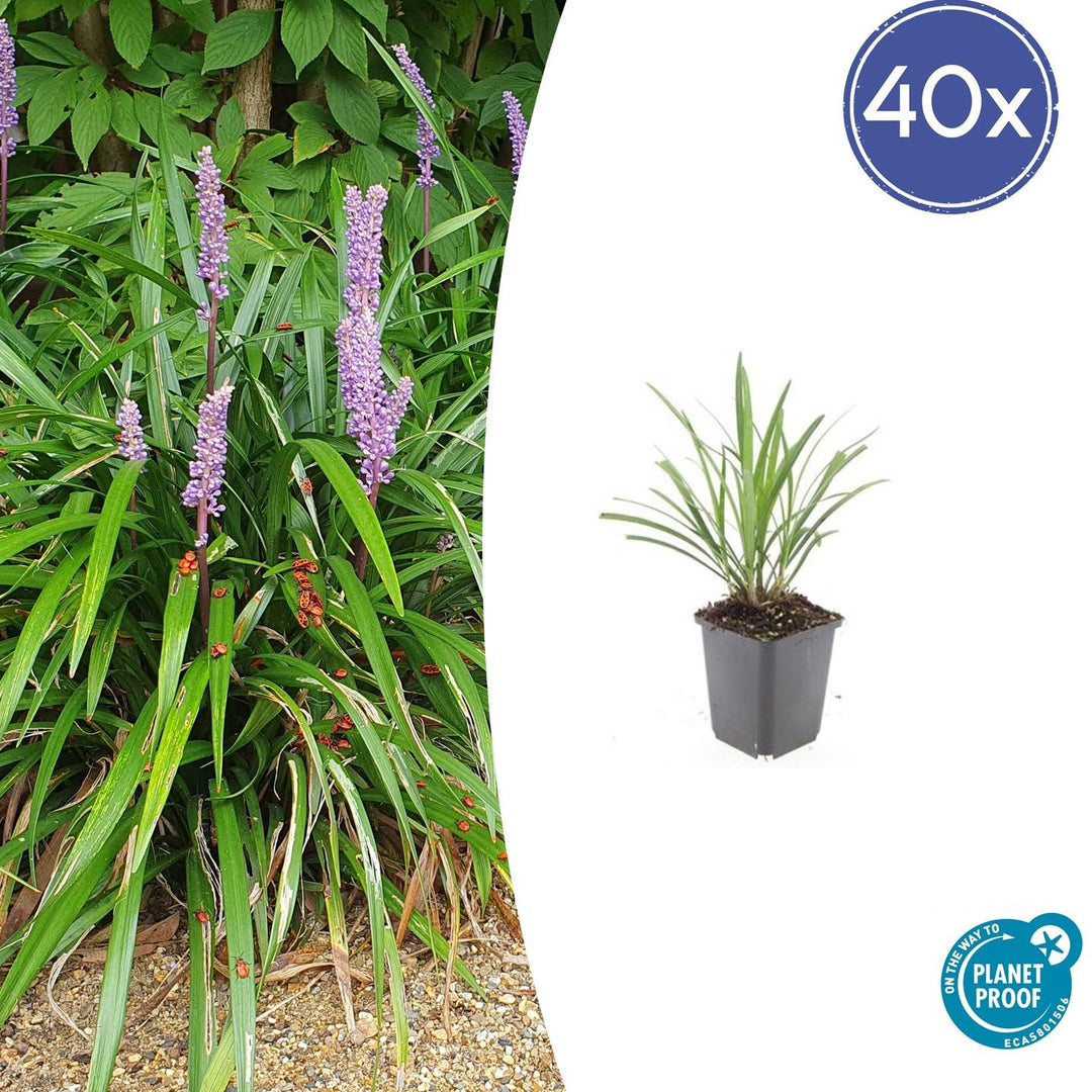 Liriope Muscari 'Ingwersen' - 20cm - Kamerplant Kopen