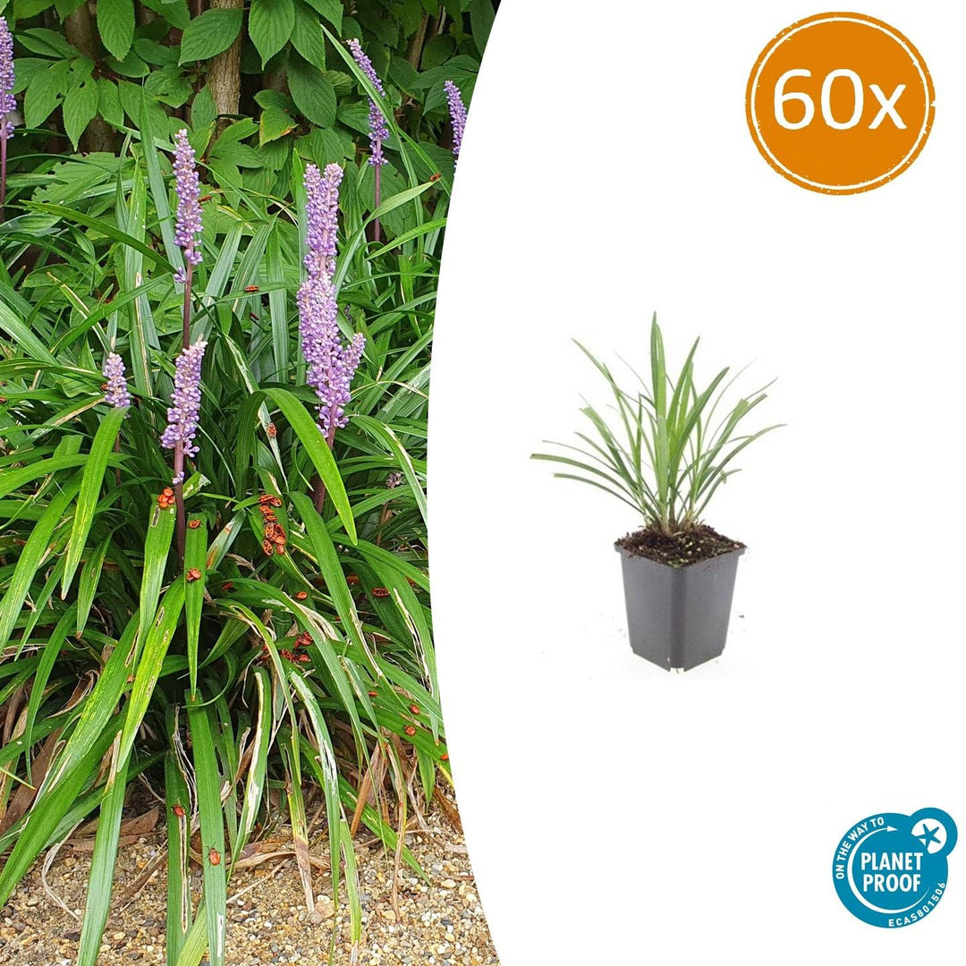 Liriope Muscari 'Ingwersen' - 20cm - Kamerplant Kopen