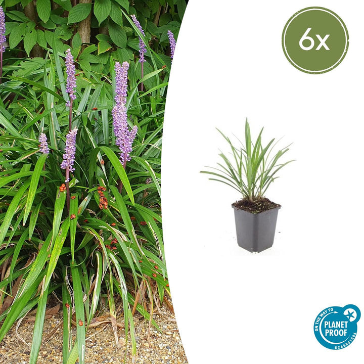 Liriope Muscari 'Ingwersen' - 20cm - Kamerplant Kopen