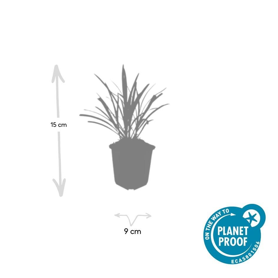 Liriope Muscari 'Ingwersen' - 20cm - Kamerplant Kopen