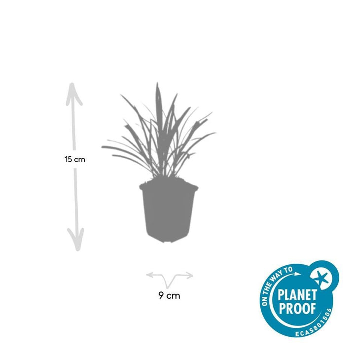Liriope Muscari 'Ingwersen' - 20cm - Kamerplant Kopen