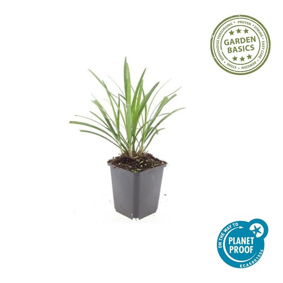Liriope Muscari 'Ingwersen' - 20cm - Kamerplant Kopen