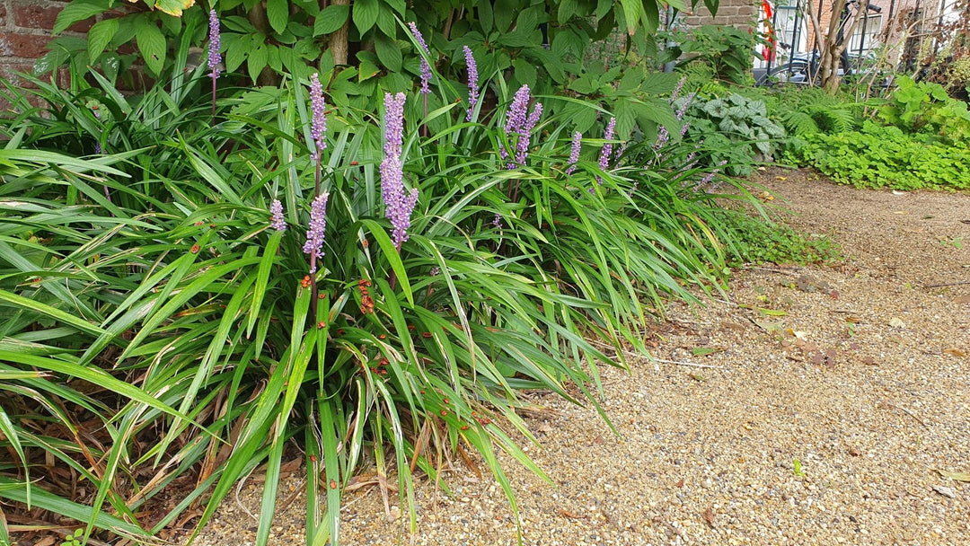Liriope Muscari 'Ingwersen' - 20cm - Kamerplant Kopen
