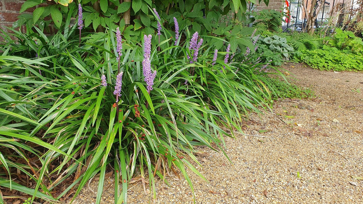 Liriope Muscari 'Ingwersen' - 20cm - Kamerplant Kopen