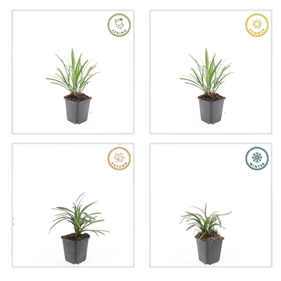 Liriope Muscari 'Ingwersen' - 20cm - Kamerplant Kopen