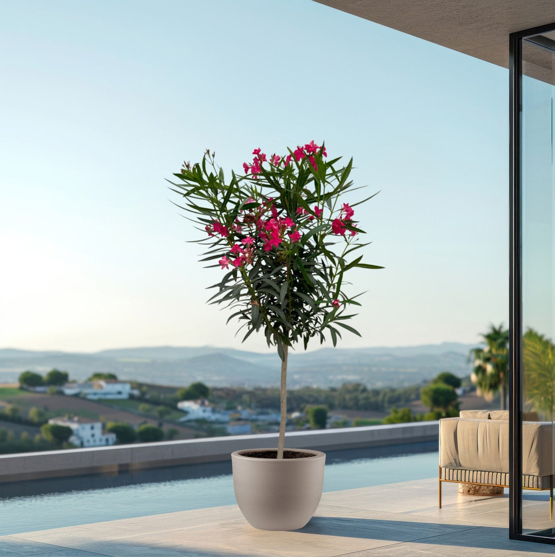 Laurier rose sur tige - 200cm / circonférence du tronc 15cm | Acheter