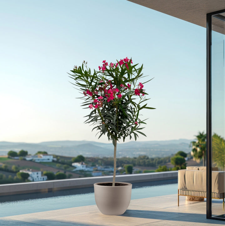 Laurier rose sur tige - 200cm / circonférence du tronc 15cm | Acheter