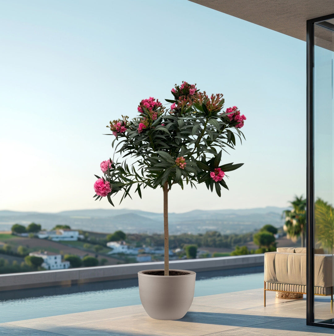 Laurier rose sur tige - 200cm / circonférence du tronc 15cm | Acheter
