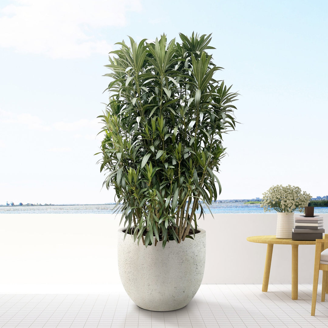Nerium Oleander struik - 210cm - Kamerplant Kopen