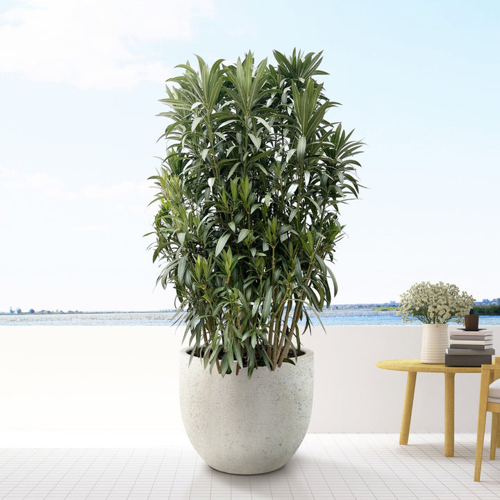 Nerium Oleander struik - 210cm - Kamerplant Kopen