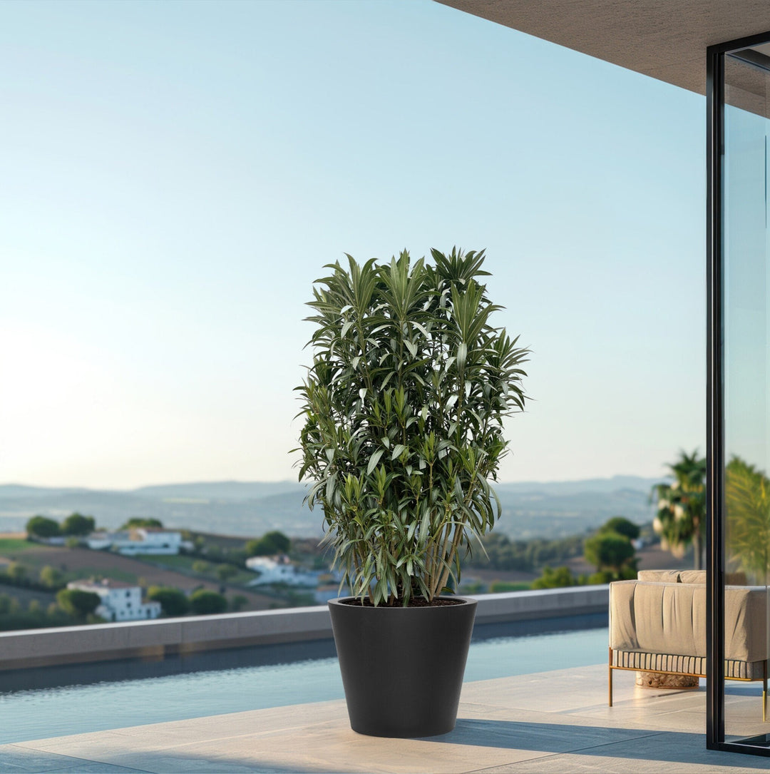 Nerium Oleander struik - 210cm - Kamerplant Kopen