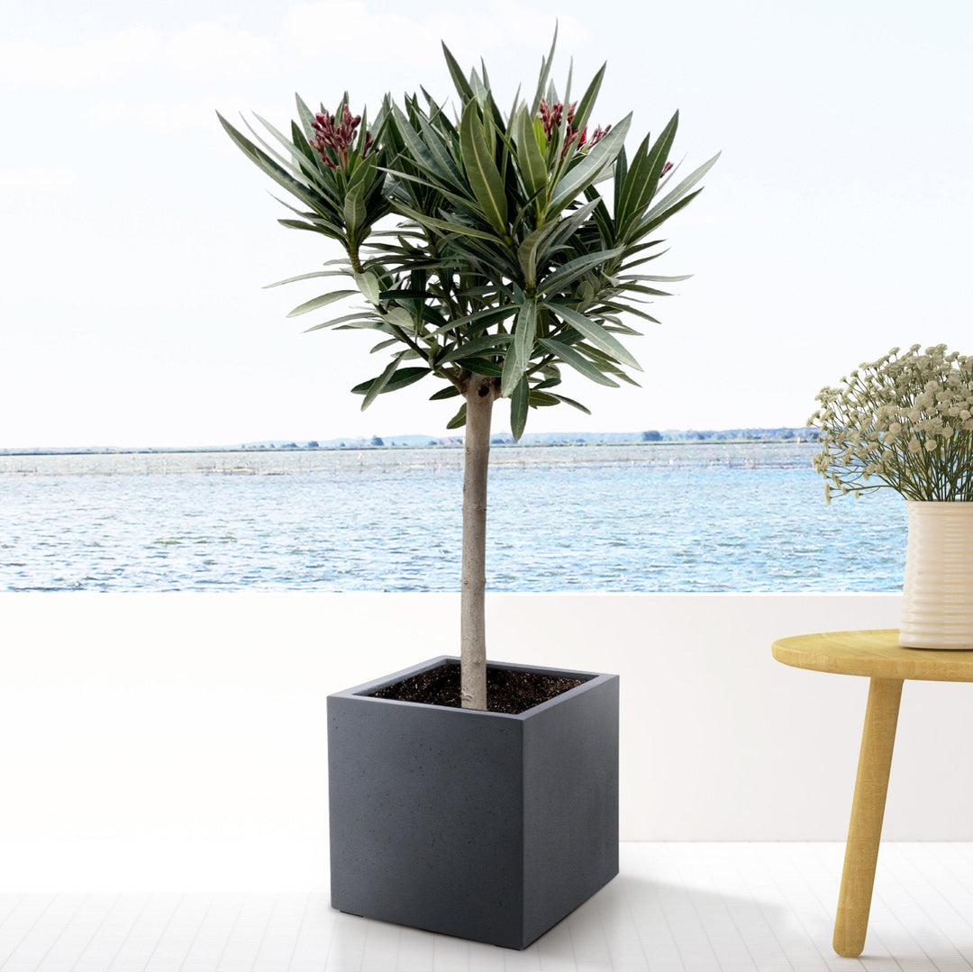 Nerium Oleander op stam - 140cm - Kamerplant Kopen