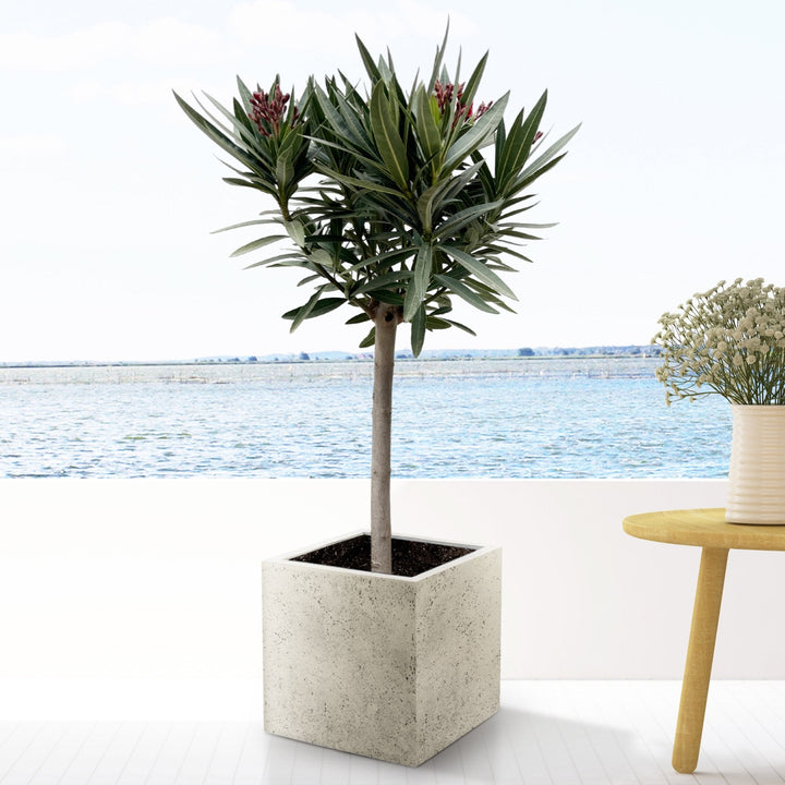Nerium Oleander op stam - 140cm - Kamerplant Kopen