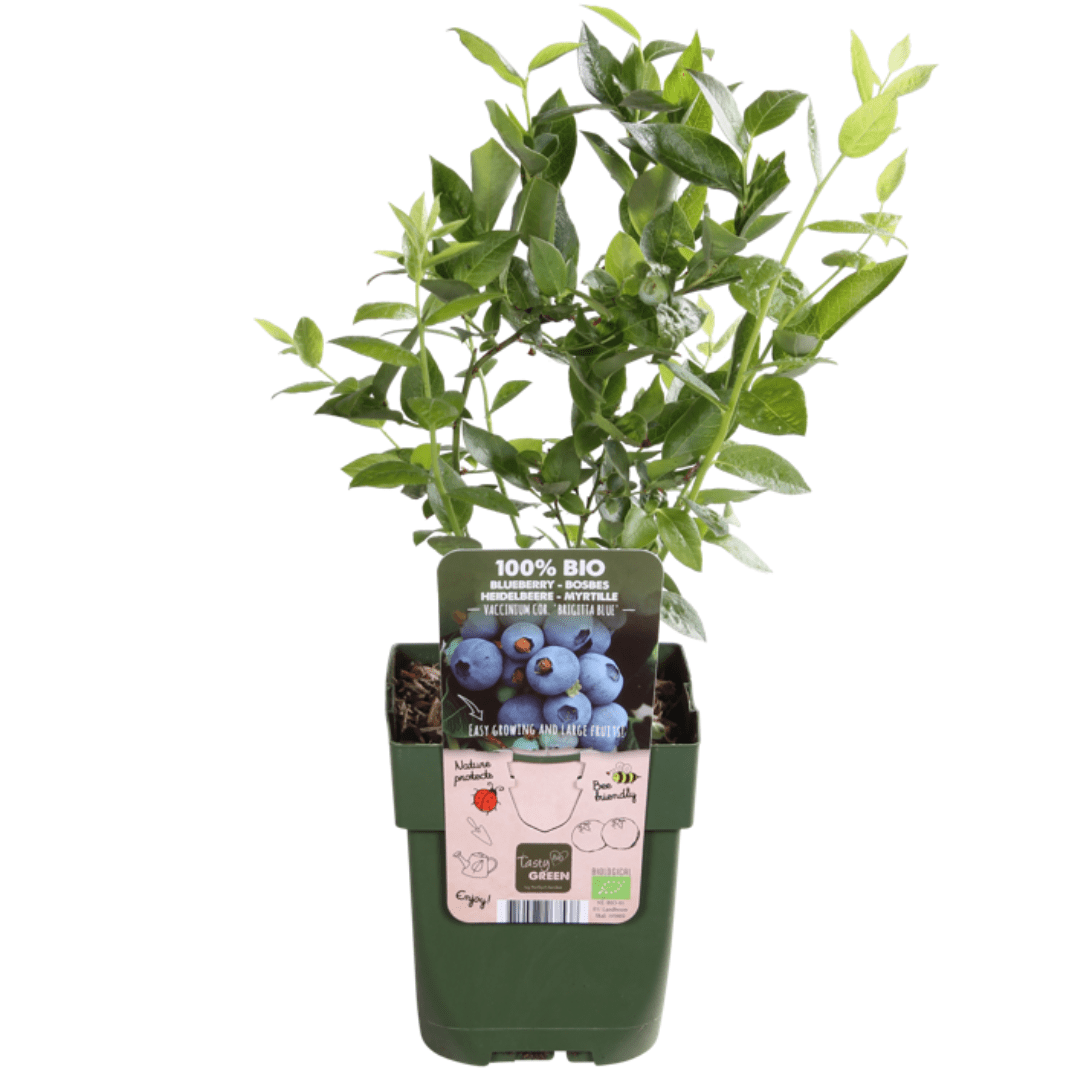 Combi deal - Vruchtenoase (5x bio fruitplanten mix) - 25cm