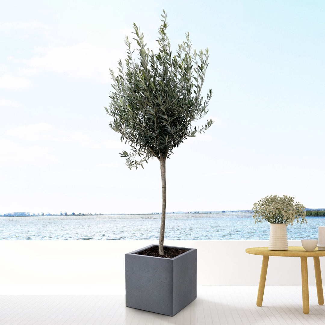 Olea Europaea sur tronc - 160cm - Acheter une plante d'intérieur