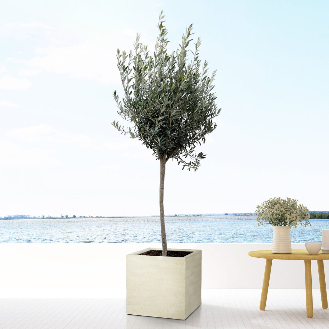 Olea Europaea sur tronc - 160cm - Acheter une plante d'intérieur