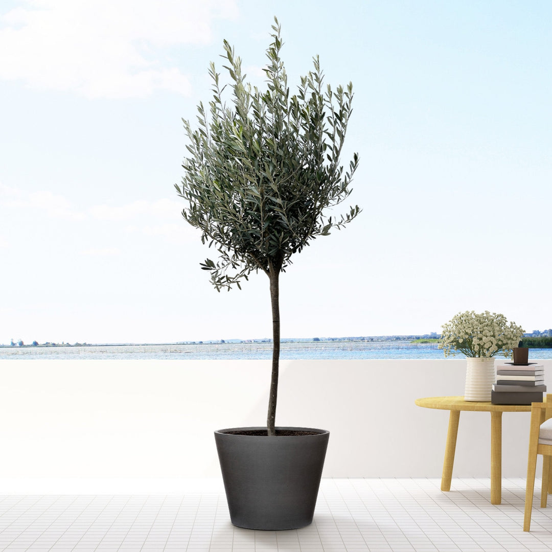 Olea Europaea sur tronc - 160cm - Acheter une plante d'intérieur
