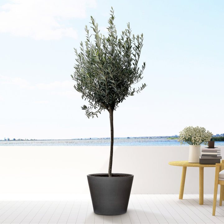 Olea Europaea sur tronc - 160cm - Acheter une plante d'intérieur