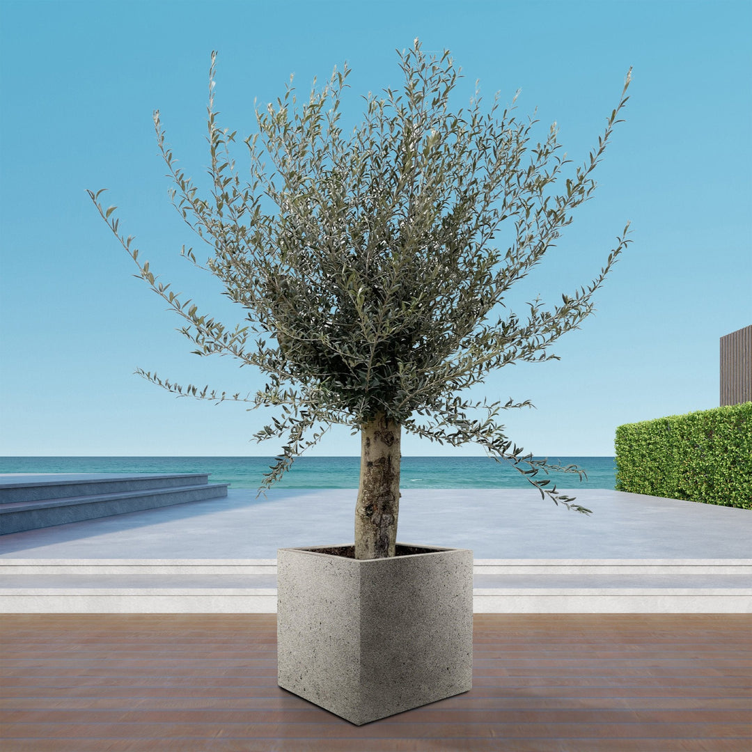 Olivier Olea Europaea Lorc ramifié XXL - 225cm / circonférence du tronc 45-55cm