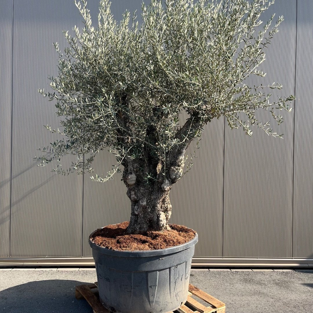 Olivier Olea Europaea Bonsaï XXXXL - 300 cm - Outils de bonsaï
