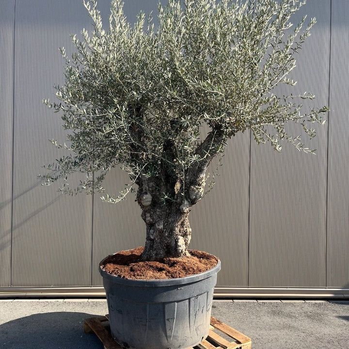 Olivier Olea Europaea Bonsaï XXXXL - 300 cm - Outils de bonsaï
