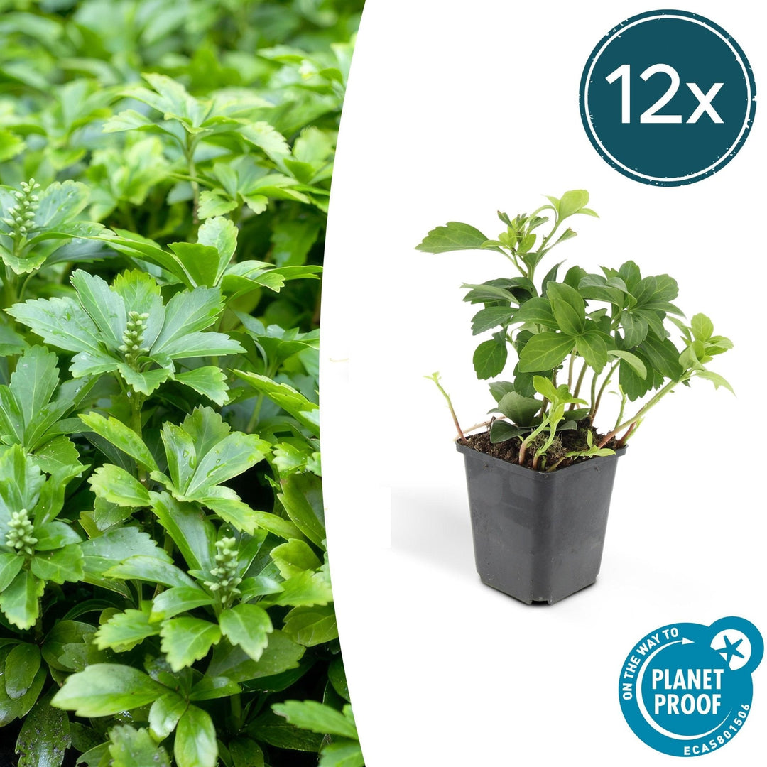 Pachysandra Terminalis 'Green Carpet' - 20cm - Couvre-sol persistant
