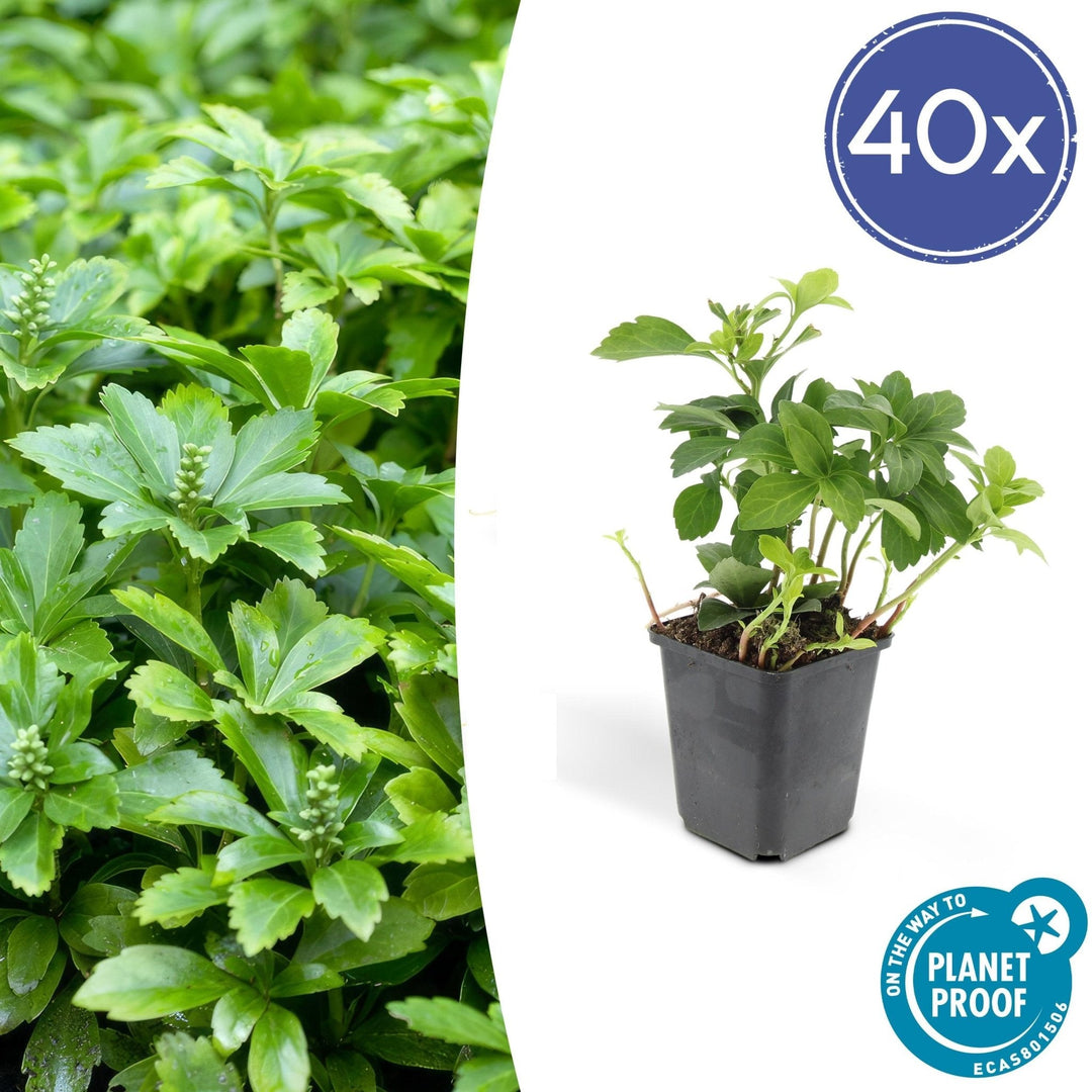 Pachysandra Terminalis 'Green Carpet' - 20cm - Couvre-sol persistant