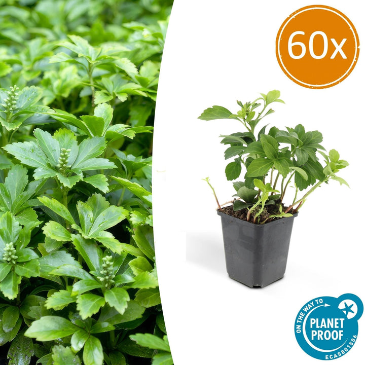 Pachysandra Terminalis 'Green Carpet' - 20cm - Couvre-sol persistant