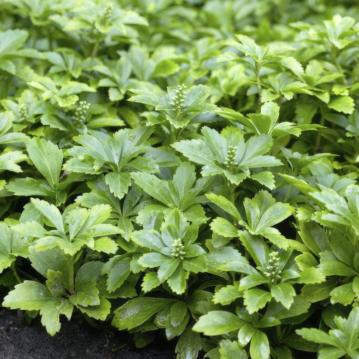 Pachysandra Terminalis 'Green Carpet' - 20cm - Couvre-sol persistant