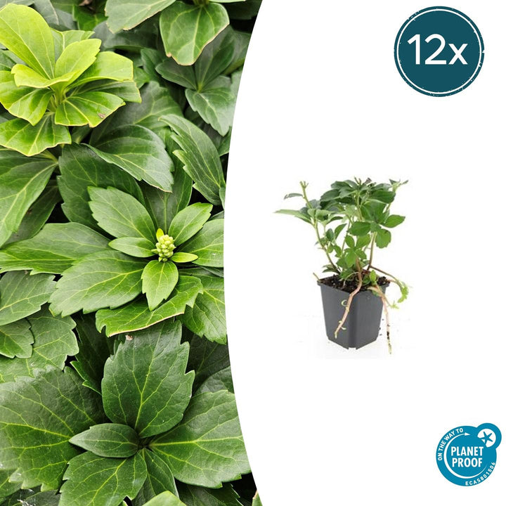 Pachysandra Terminalis - 20cm - Vaste Bodembedekker