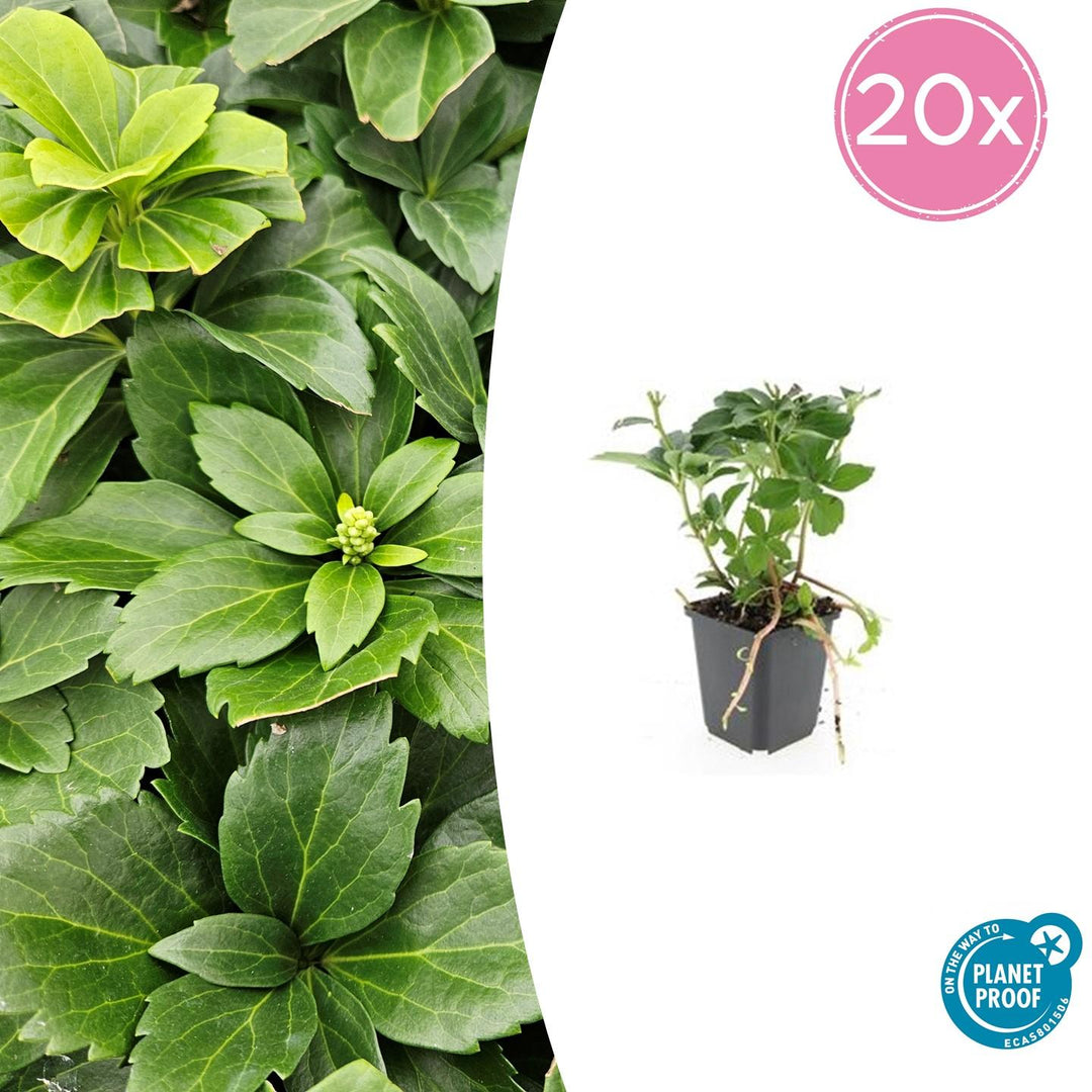 Pachysandra Terminalis - 20cm - Vaste Bodembedekker