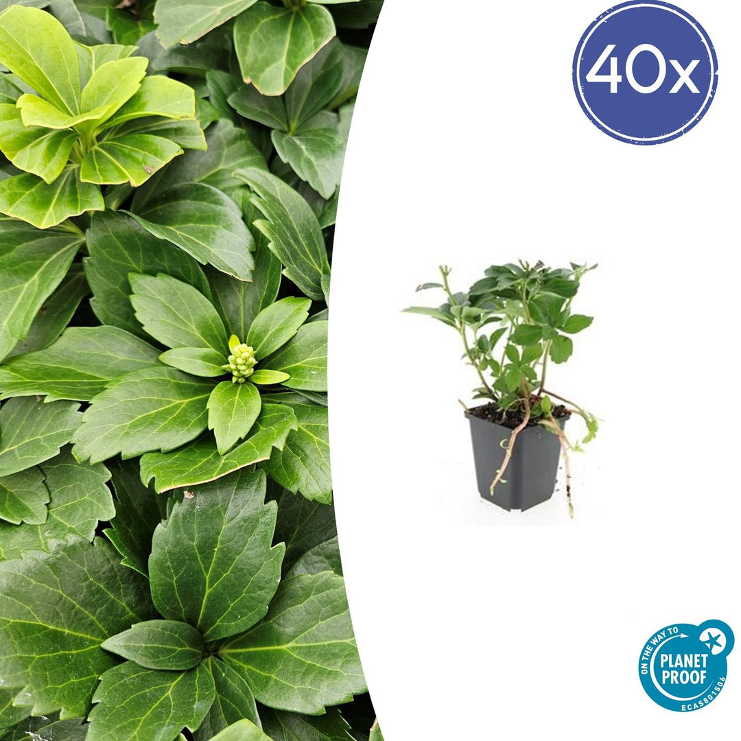 Pachysandra Terminalis - 20cm - Vaste Bodembedekker