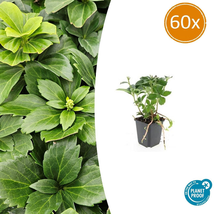 Pachysandra Terminalis - 20cm - Vaste Bodembedekker