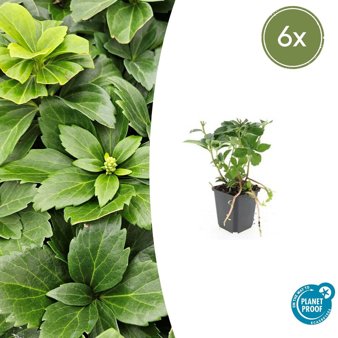 Pachysandra Terminalis - 20cm - Vaste Bodembedekker