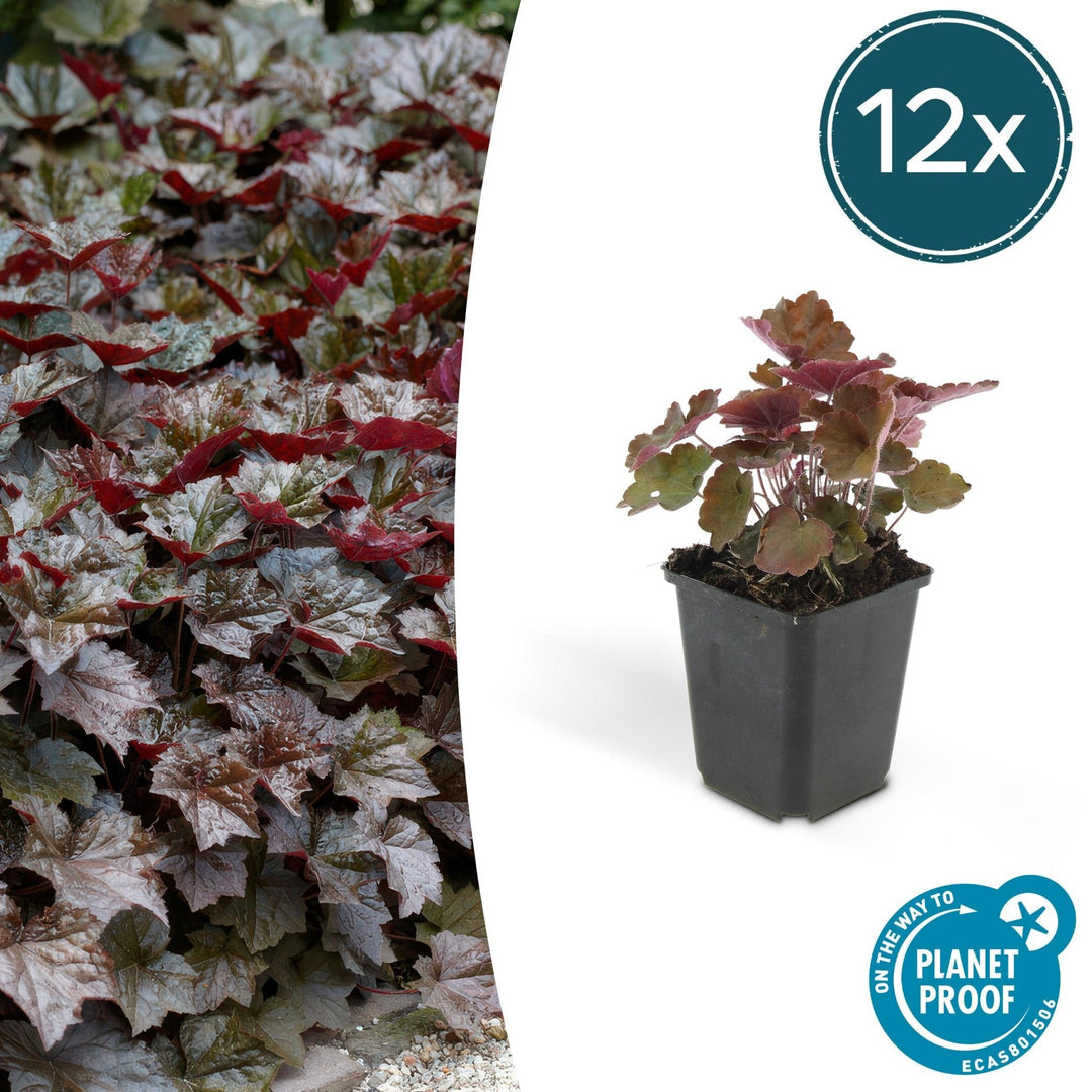 Heuchera ‘Palace Purple’ - 20 cm - Kamerplant Kopen