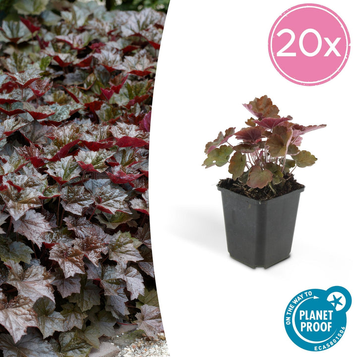 Heuchera ‘Palace Purple’ - 20 cm - Kamerplant Kopen