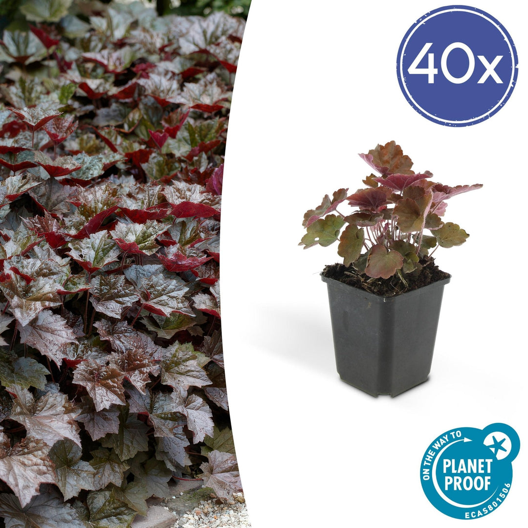 Heuchera ‘Palace Purple’ - 20 cm - Kamerplant Kopen
