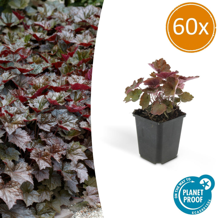 Heuchera ‘Palace Purple’ - 20 cm - Kamerplant Kopen