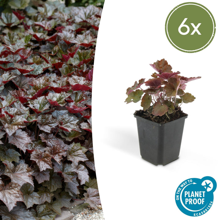 Heuchera ‘Palace Purple’ - 20 cm - Kamerplant Kopen