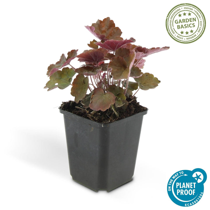 Heuchera ‘Palace Purple’ - 20 cm - Kamerplant Kopen