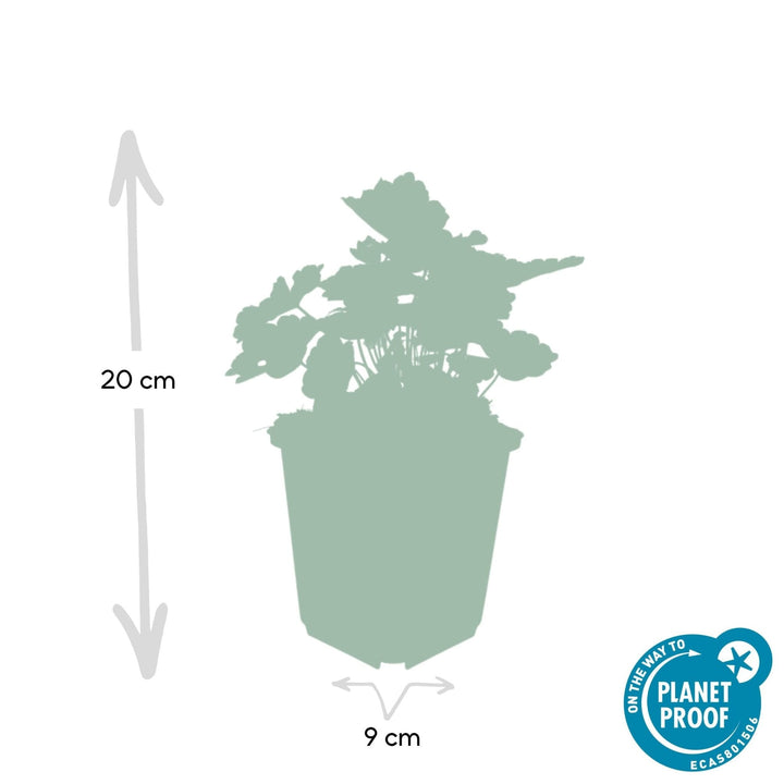Heuchera ‘Palace Purple’ - 20 cm - Kamerplant Kopen