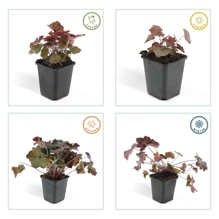 Heuchera ‘Palace Purple’ - 20 cm - Kamerplant Kopen