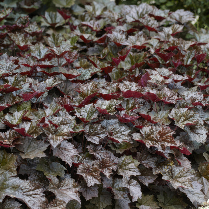 Heuchera ‘Palace Purple’ - 20 cm - Kamerplant Kopen