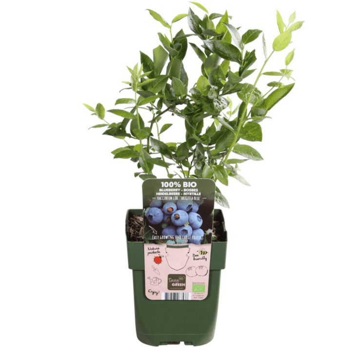 Combi deal - Vruchtenparadijs (4x bio fruitplanten mix) - 25cm