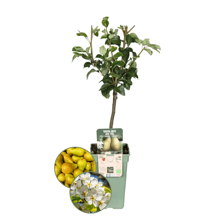 Poirier Bio Pyrus - 60 cm - Acheter une Plante d'Intérieur