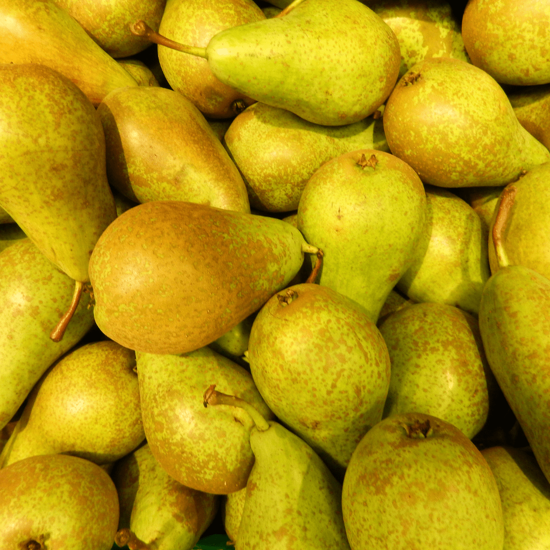 Poirier Bio Pyrus - 60 cm - Acheter une Plante d'Intérieur